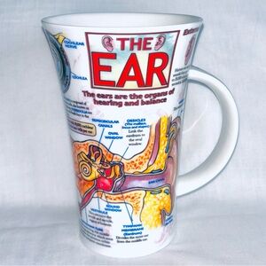 Dunoon Medical Anatomy Mug EAR Caroline Dadd Artist Glencoe Shape Bone China